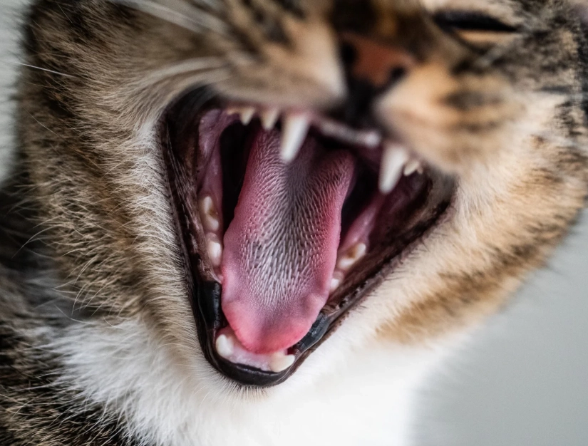 貓口炎治療費用