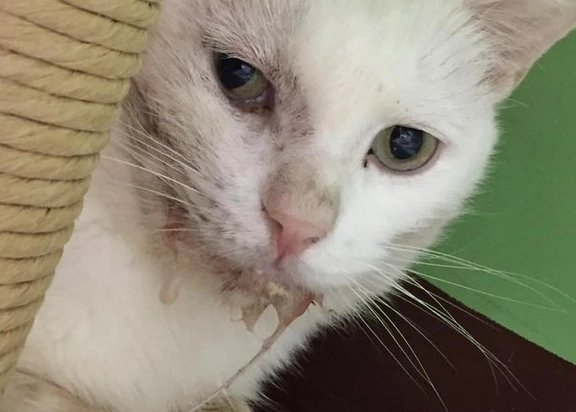 貓咪舒服流口水