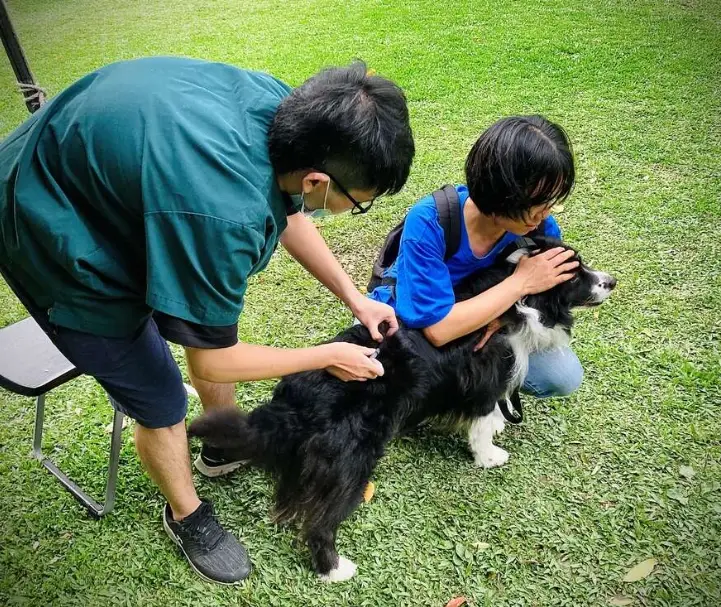 寵物疫苗副作用