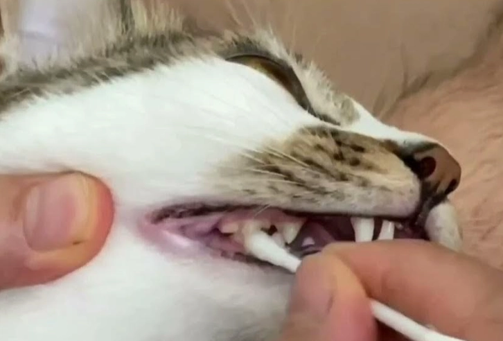 貓洗牙費用 貓洗牙費用