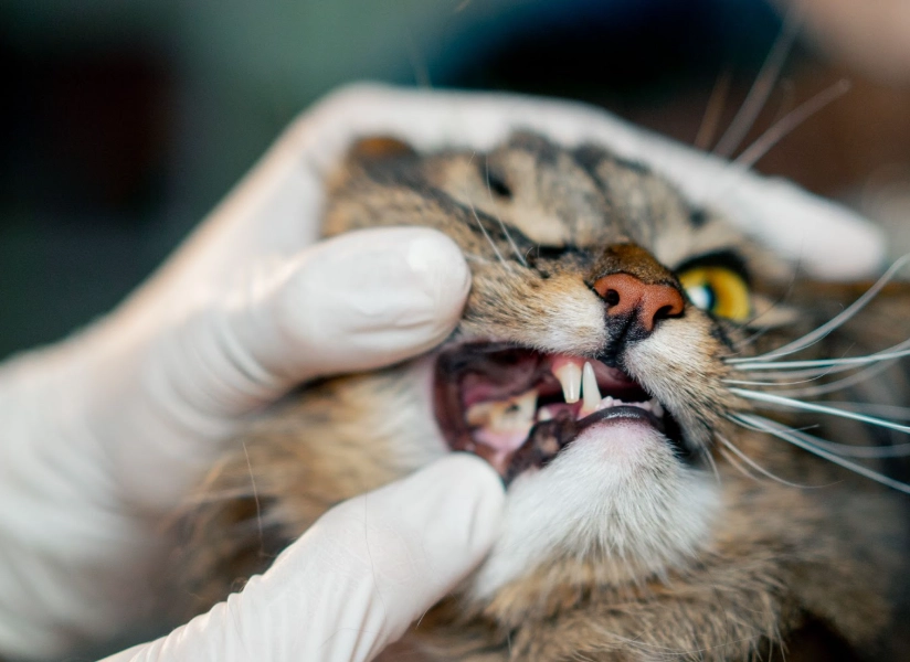 貓牙結石症狀 貓牙結石症狀