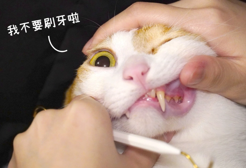 貓牙結石症狀 貓牙結石症狀