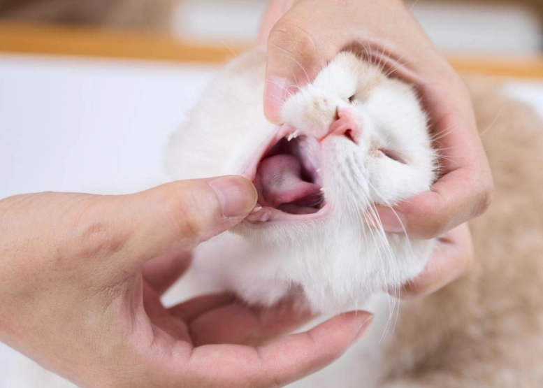貓咪流口水原因 貓咪流口水原因