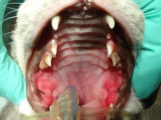 貓咪牙齦炎 貓咪牙齦炎