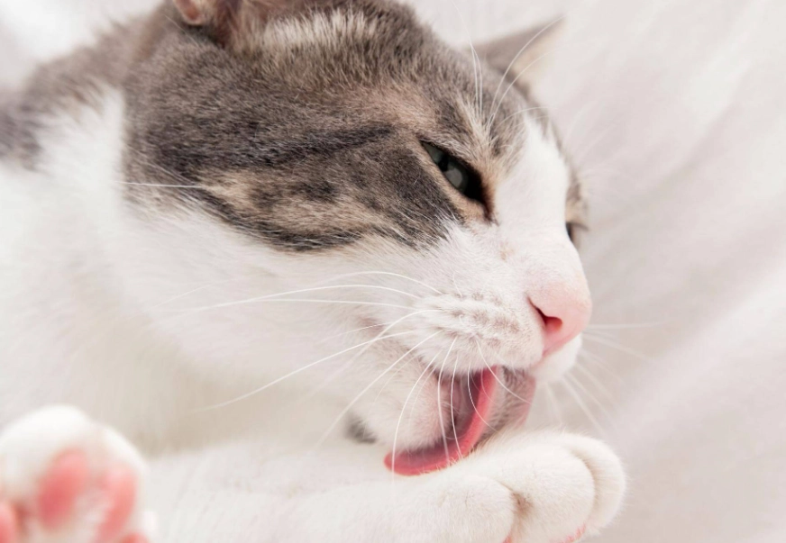 貓咪流口水原因 貓咪流口水原因