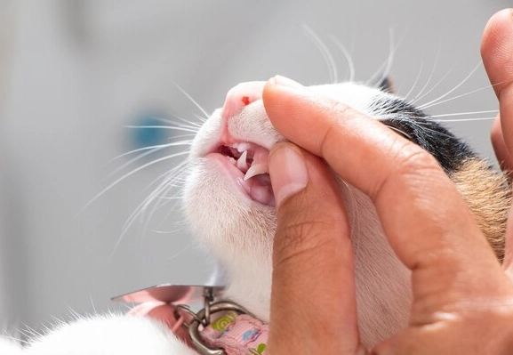 貓牙結石症狀 貓牙結石症狀