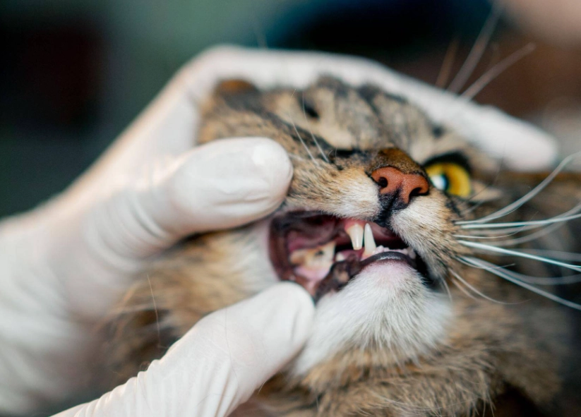 貓咪口炎 貓咪口炎