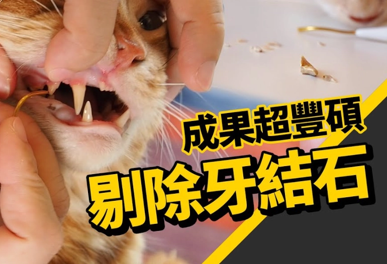 貓洗牙費用 貓洗牙費用