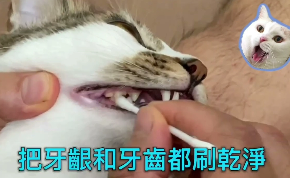貓咪口腔護理