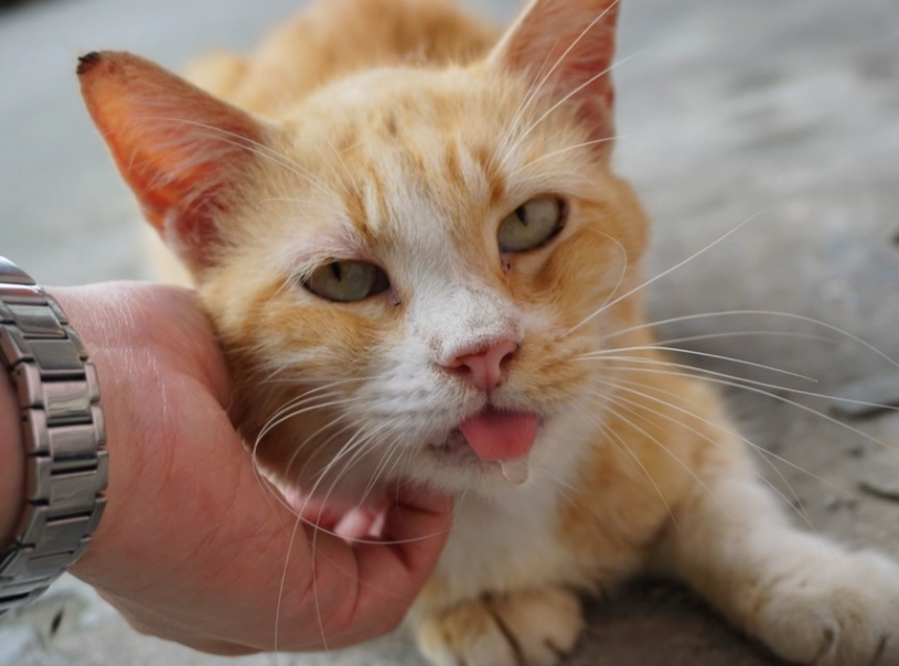 貓咪流口水