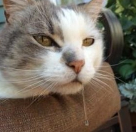 貓咪口吐白沫怎麼辦