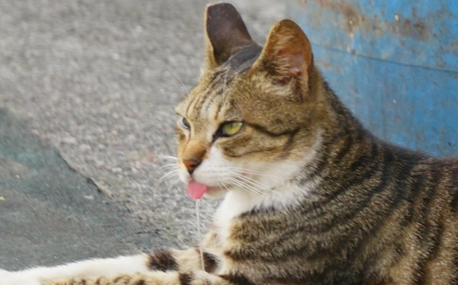 貓咪流口水原因