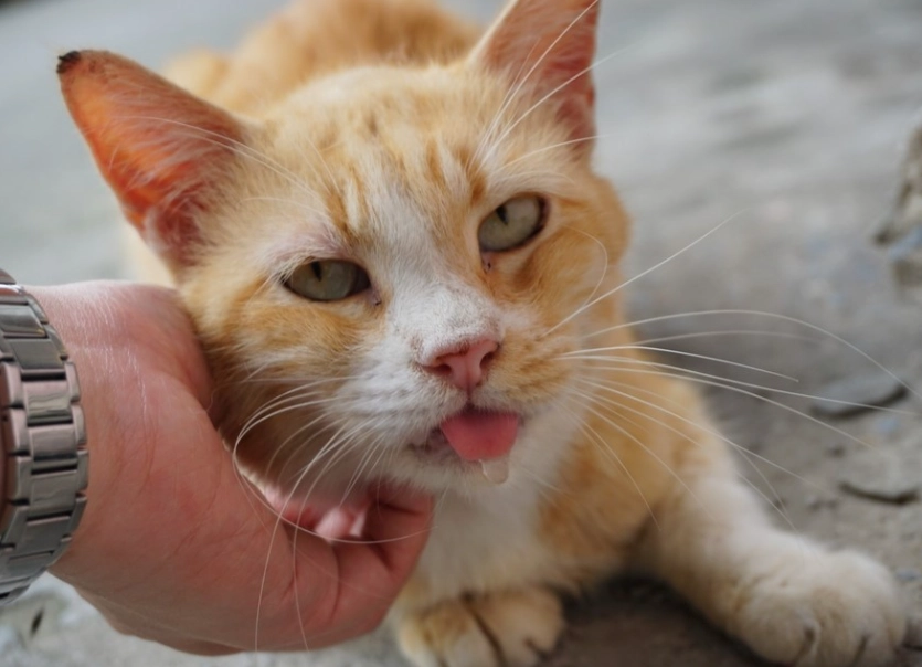 貓咪流口水原因