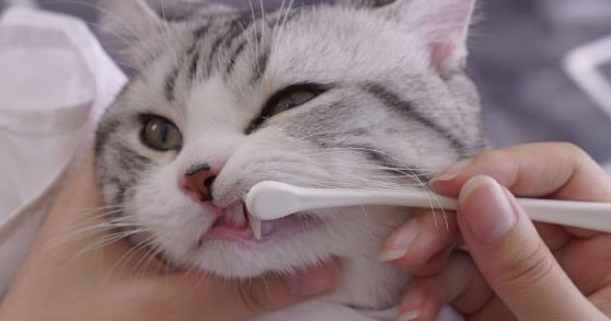 貓咪洗牙