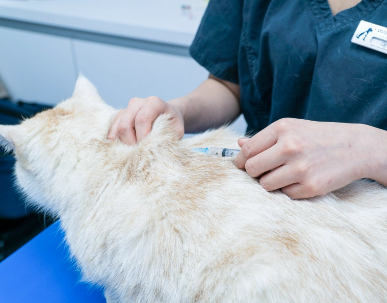 貓疫苗不良反應