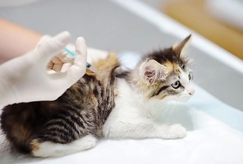 貓打疫苗後照顧
