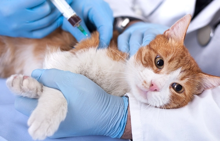 貓疫苗不良反應