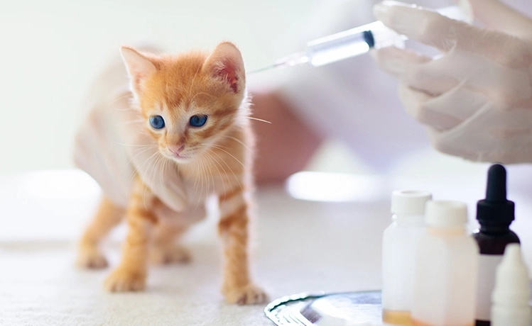 貓疫苗不良反應