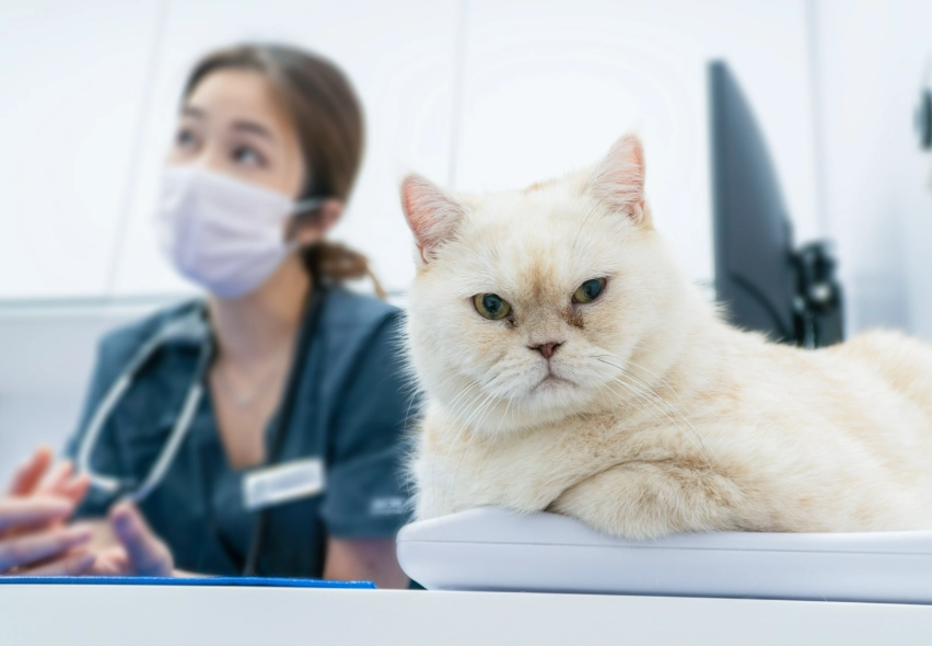 貓疫苗品牌推薦