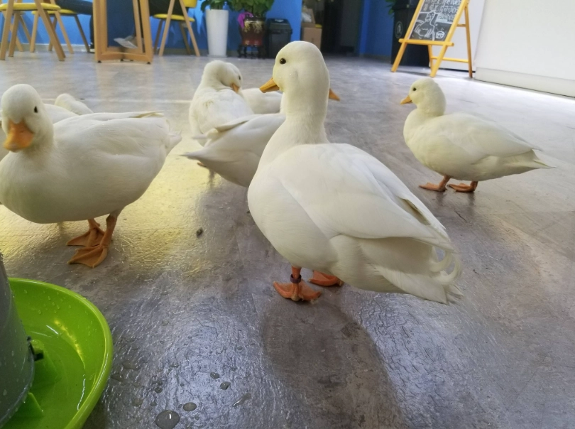 養寵物鴨注意事項