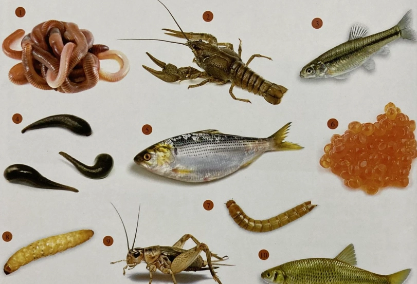 活餌釣魚 活餌釣魚