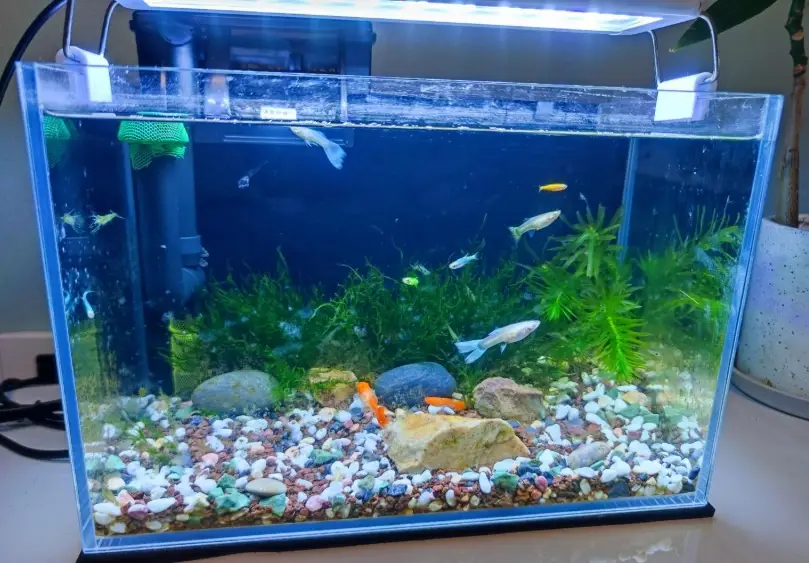 新手養魚推薦 新手養魚推薦