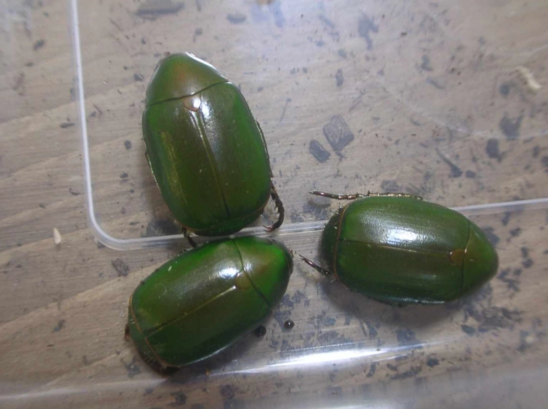 寵物甲蟲食物