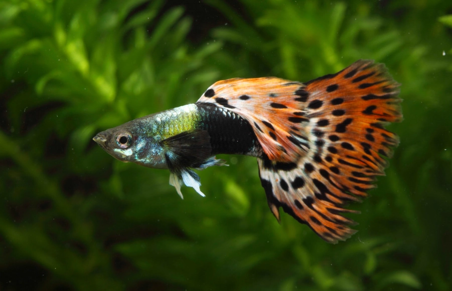 孔雀魚飼養 孔雀魚飼養