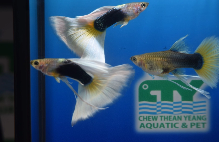 孔雀魚品系 孔雀魚品系