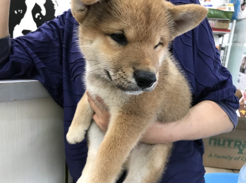 領養柴犬 領養柴犬