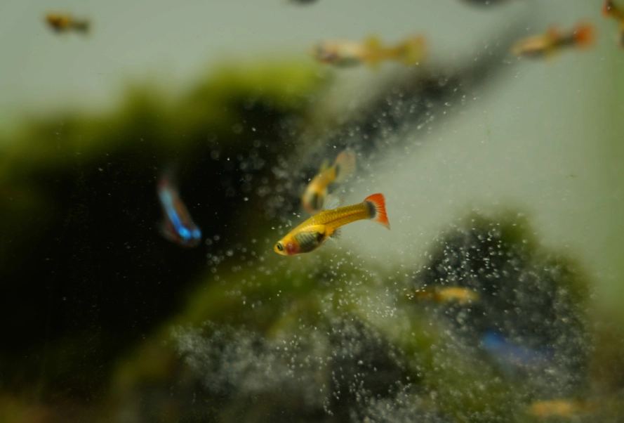 孔雀魚品系 孔雀魚品系