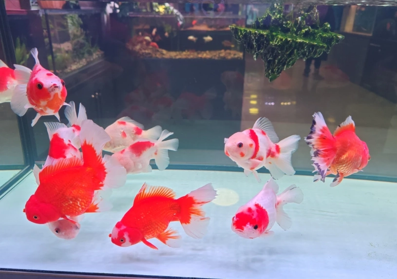 不打氣養魚 不打氣養魚