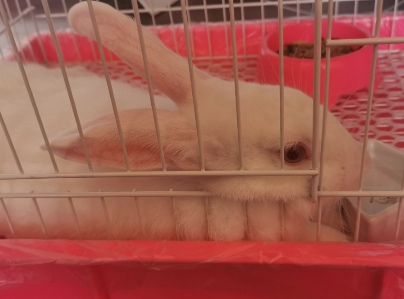 兔子清潔