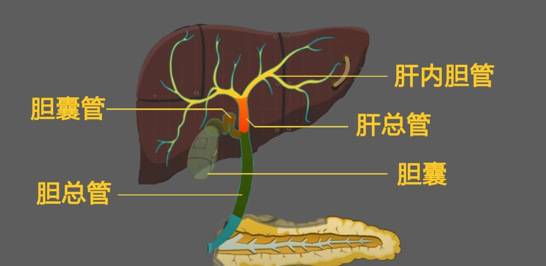 嘔吐膽汁 症狀