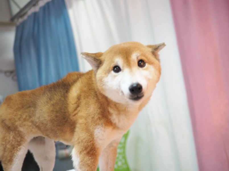 柴犬中途之家 柴犬中途之家