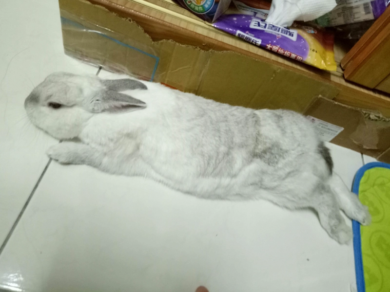 兔子清潔