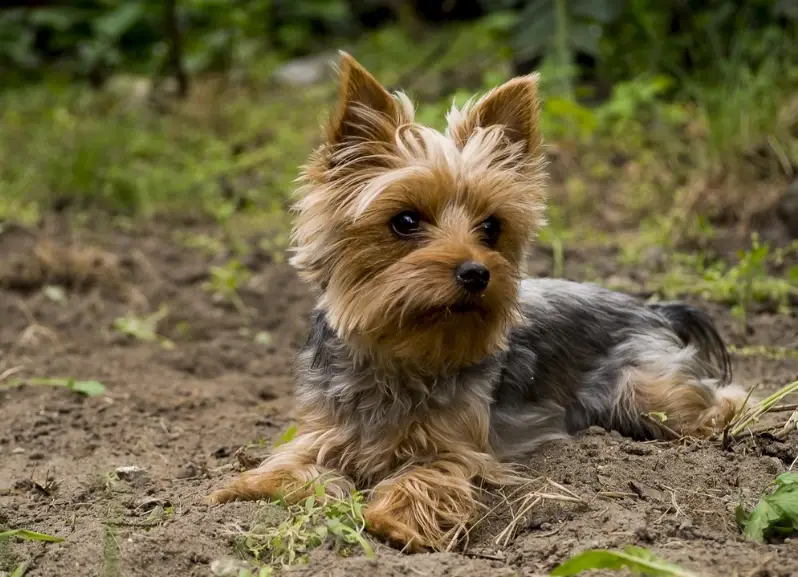 约克夏幼犬