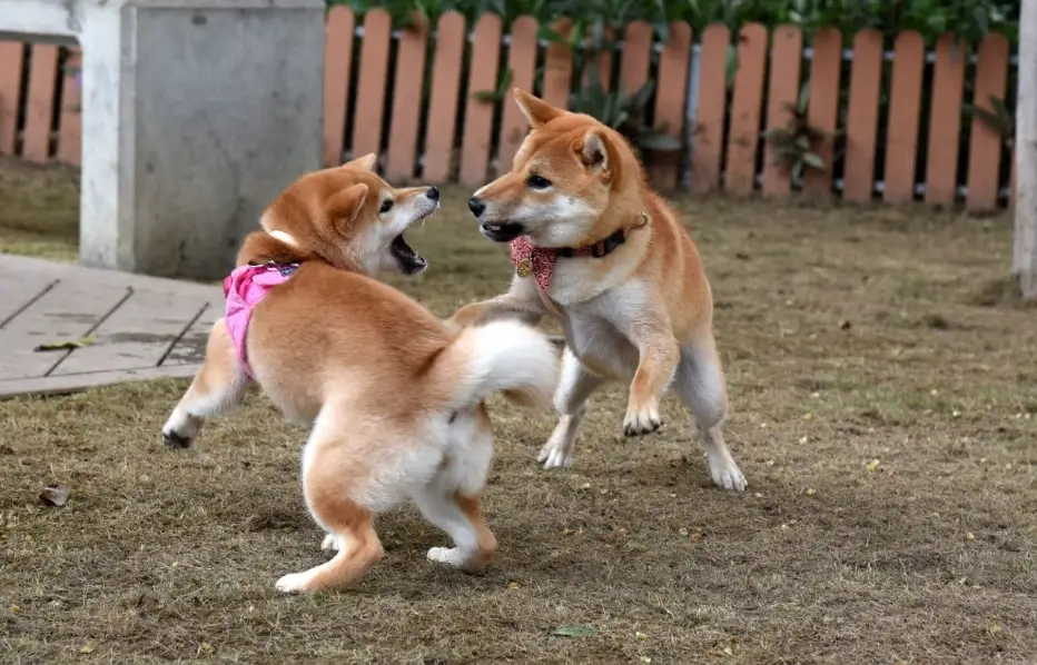 柴犬中途之家 柴犬中途之家