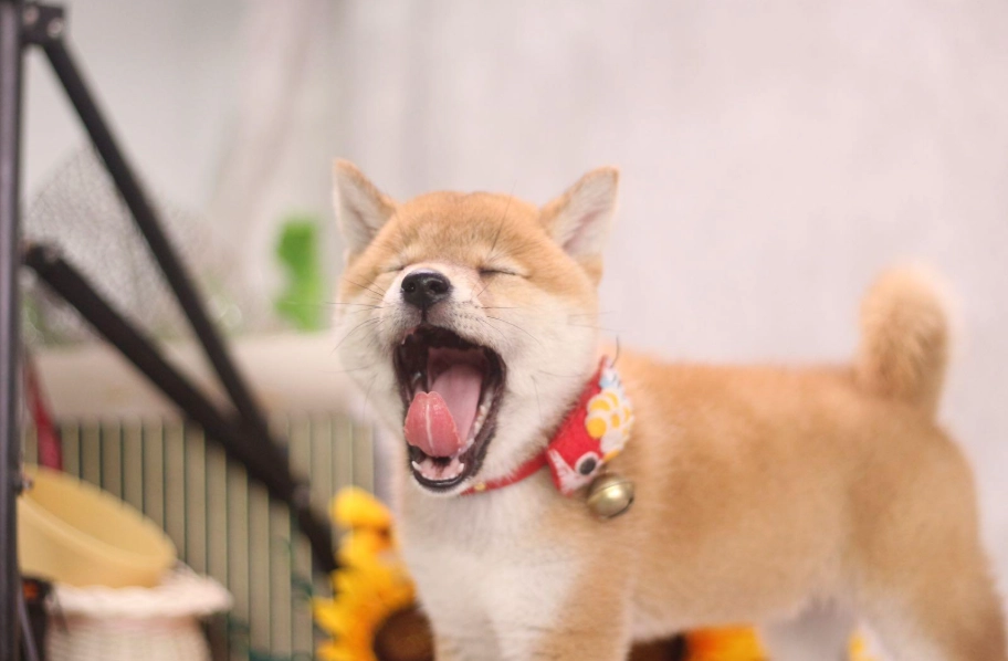 領養柴犬 領養柴犬