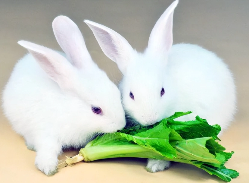 兔子飼料