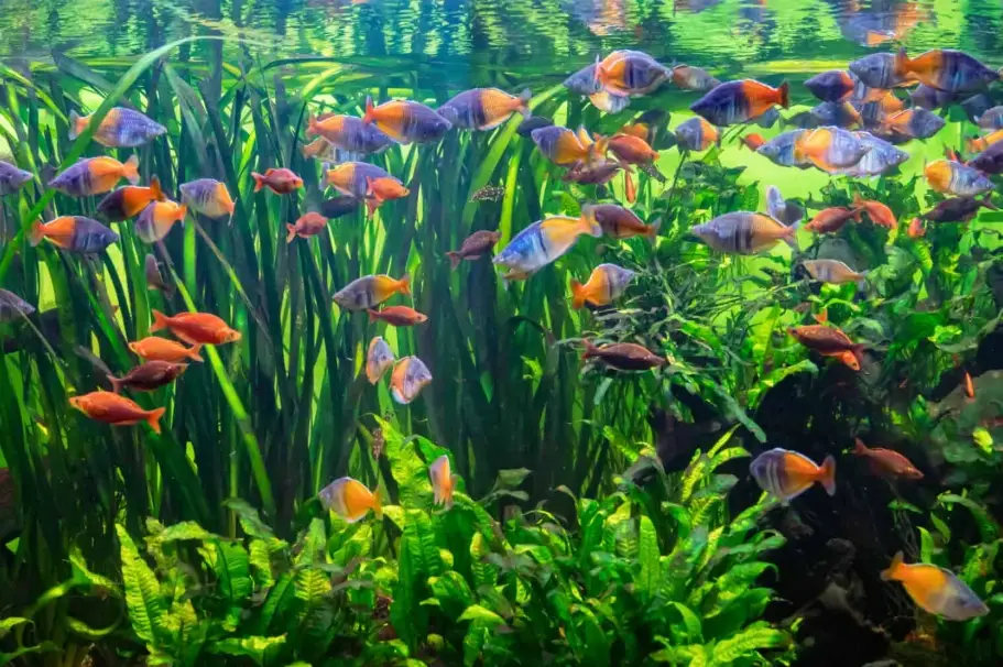 鬥魚容易死原因