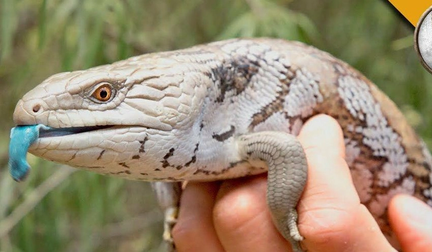 藍舌蜥飼養
