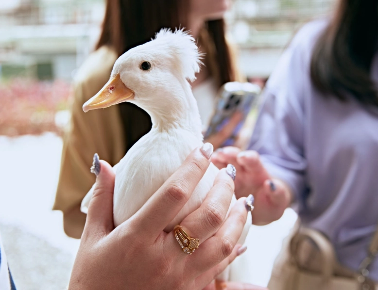柯爾鴨飼養