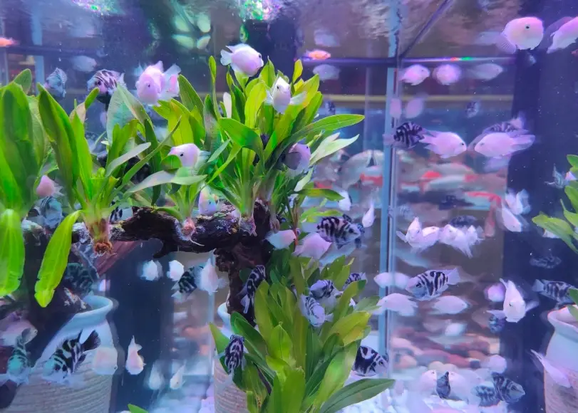 耐低氧觀賞魚 耐低氧觀賞魚