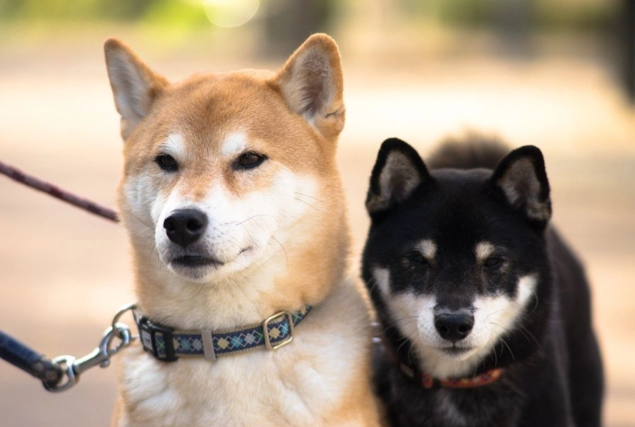 柴犬中途之家 柴犬中途之家