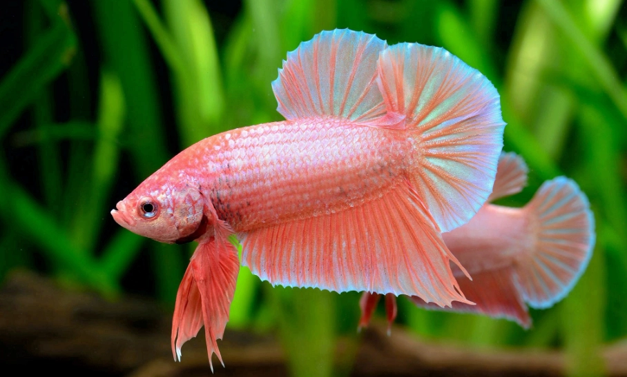 鬥魚飼養注意事項