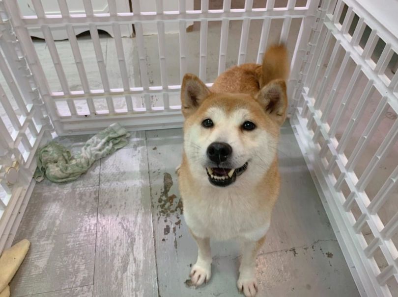 柴犬中途之家 柴犬中途之家