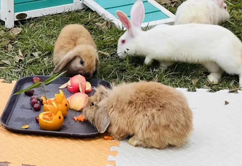 兔子飼料
