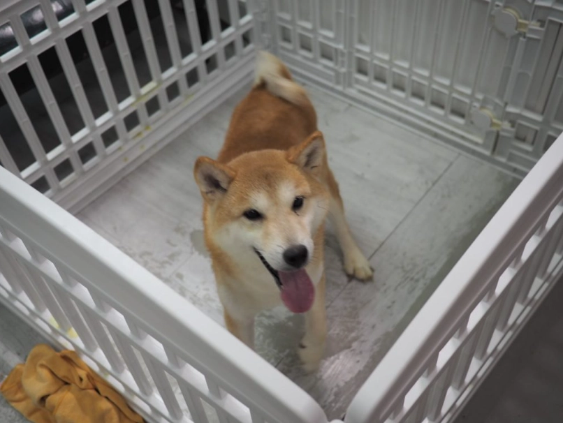 領養柴犬 領養柴犬