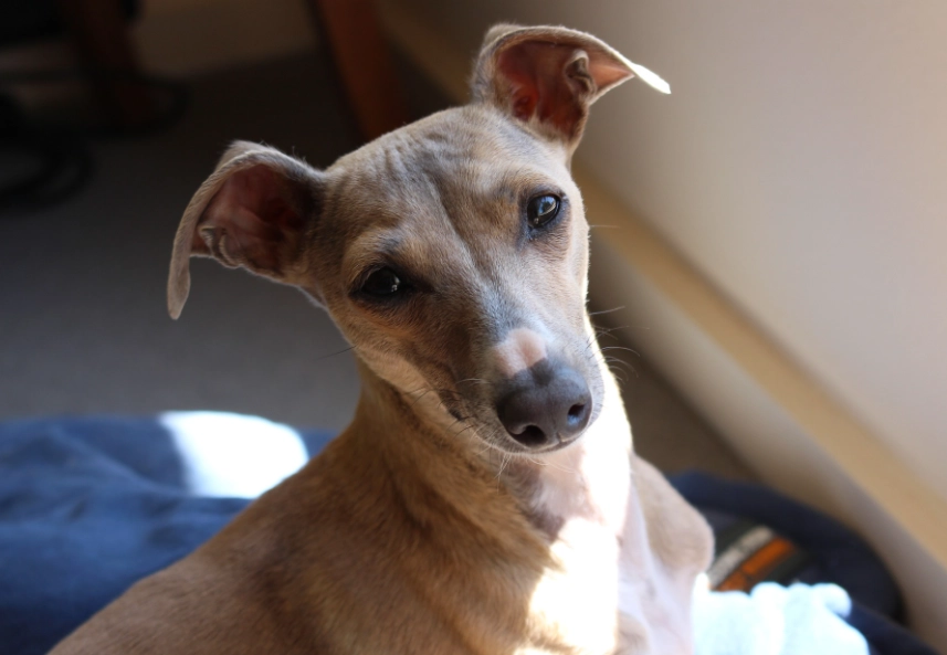 靈緹犬飼養
